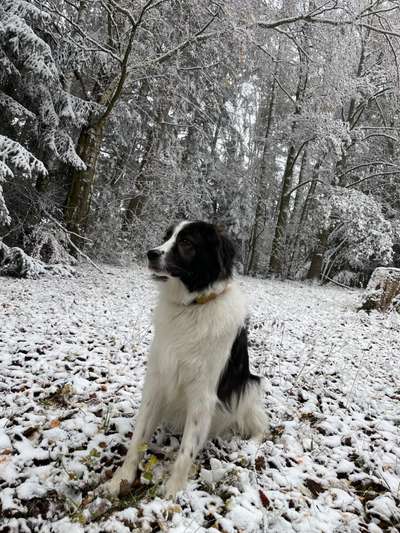 Seltene Rassen!-Beitrag-Bild