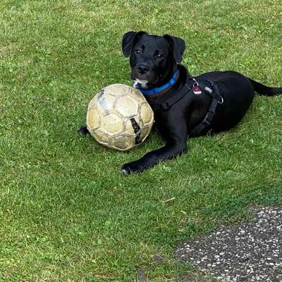 Mischlingshunde Foto Aufruf-Beitrag-Bild