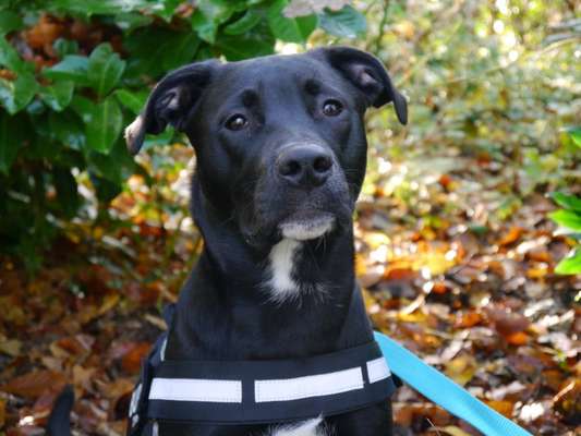 Mischlinge raten - Rätselspaß-Beitrag-Bild