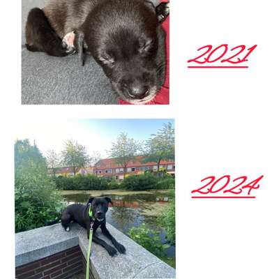 Wie kamst du zu deinem Hund?-Beitrag-Bild