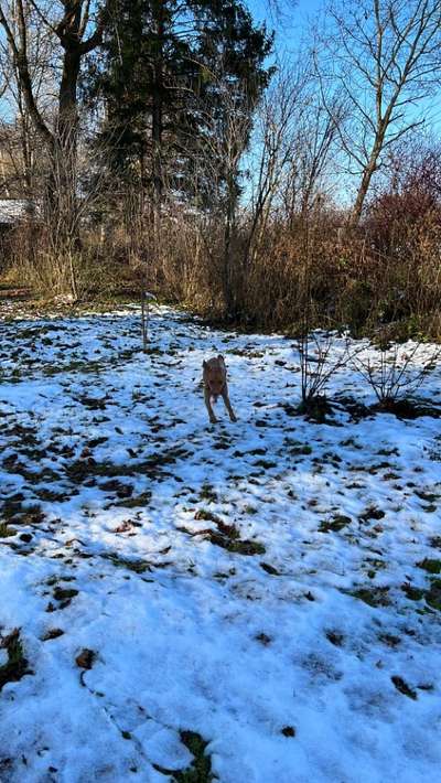 Hundetreffen-Gassi- und Spielrunde an der Wittelsbacher Brücke-Bild