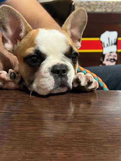 Französische Bulldoggen-Beitrag-Bild