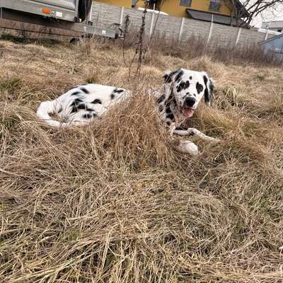 Hundetreffen-Welpen Playdate-Bild