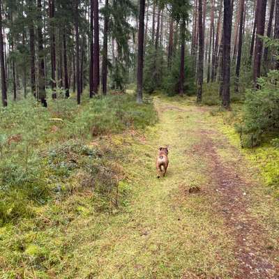 Hundetreffen-Gassirunde zur Sozialisierung-Bild