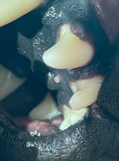 Zubildung am harten Gaumen.-Beitrag-Bild