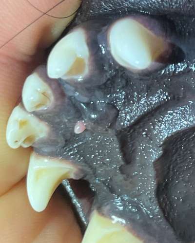 Zubildung am harten Gaumen.-Beitrag-Bild