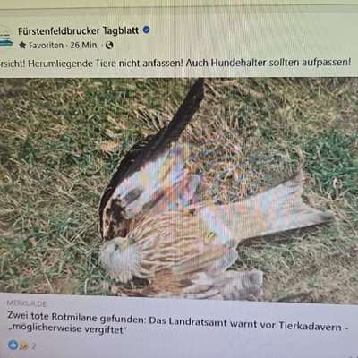 Giftköder-Evtl. Gift-Bild