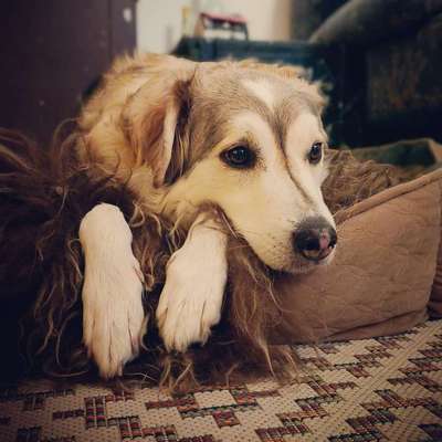 Hundetreffen-Immer spontan.Meist in Sande am Kanal oder WHV Mole