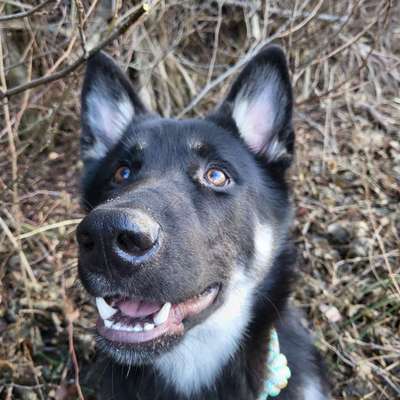 Dogorama Photo Challenge - Einmal lächeln bitte-Beitrag-Bild