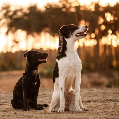 Hundetreffen-Gemeinsame Gassirunden am Abend