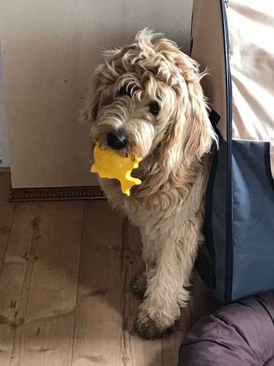 Goldendoodle?-Beitrag-Bild