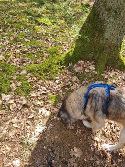 154. FotoChallenge * AUFS BILD GEMOGELT *-Beitrag-Bild