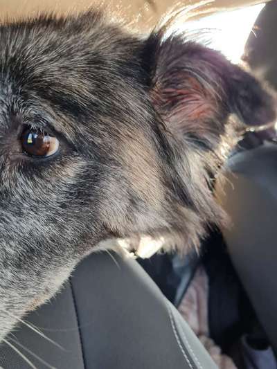 Foto Challenge Thema "Hunde im Auto"-Beitrag-Bild