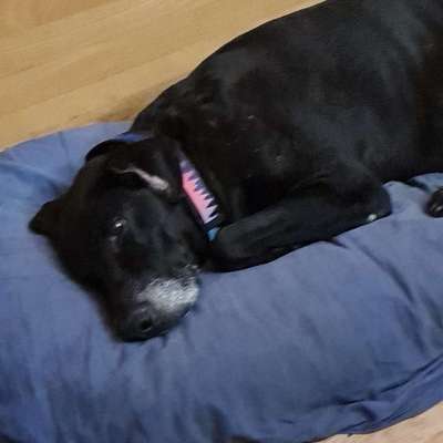 Rat bei Diagnose - Herzwürmer-Beitrag-Bild