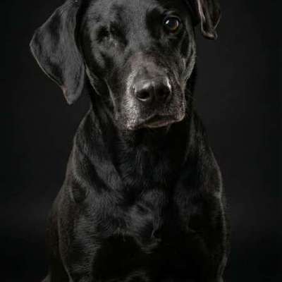 Unsere Fellnasen im Regenbogenland-Beitrag-Bild