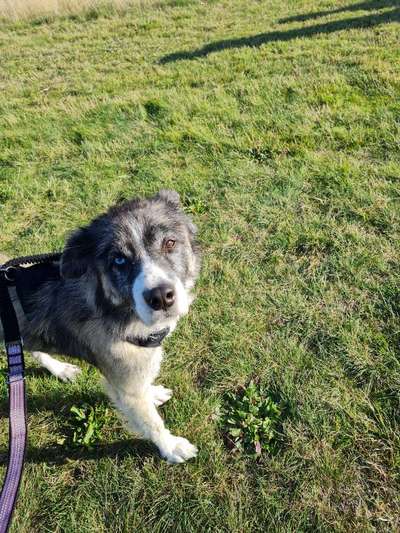 TierschutzhundeStammtisch🐕-Beitrag-Bild