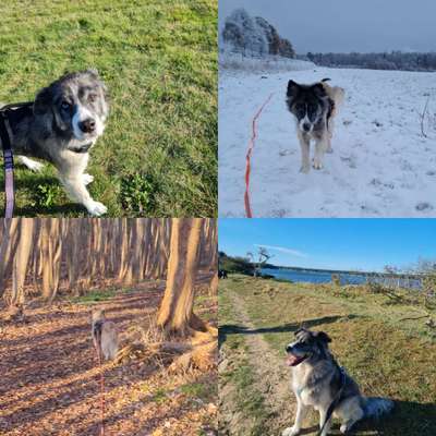 55.Fotocollagen  Challenge  4 Jahreszeiten-Beitrag-Bild