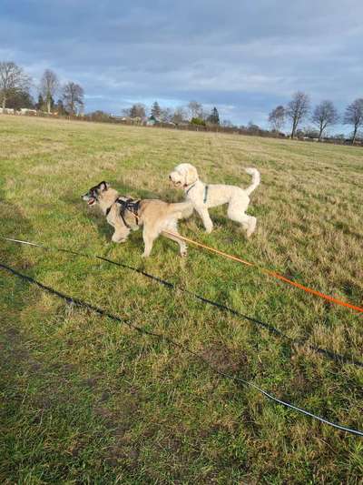 Fotosammlung: ,,Der natürliche Hund" Unbearbeitet, ungestellt und in Natura-Beitrag-Bild