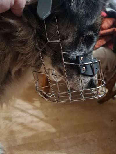 Wie sitzt mein Maulkorb / Maulkorb-Beratung-Beitrag-Bild