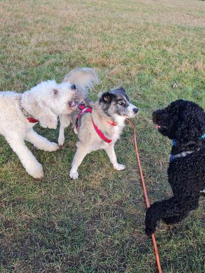 Fotowettbewerb : Hundekommunikation-Beitrag-Bild