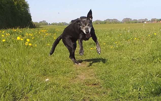 61. Handyfotochallenge - der springende Hund-Beitrag-Bild