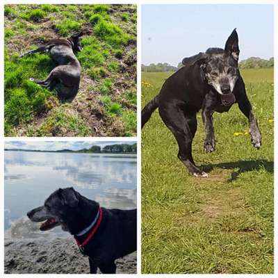 52. Collagenchallenge: Dein Hund im Sonnenschein-Beitrag-Bild