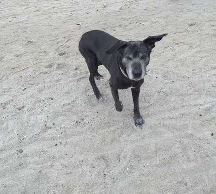 Dogorama Photo Challenge- genervter Blick-Beitrag-Bild