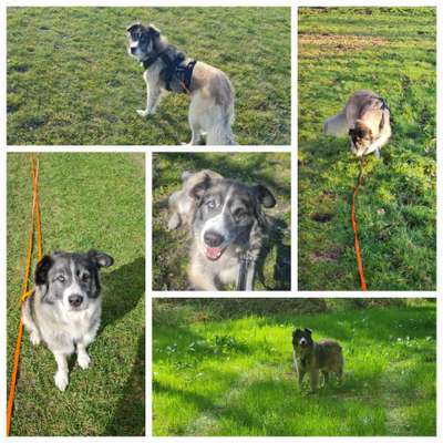 39. Collagen Challenge - Dein Hund auf einer Wiese-Beitrag-Bild