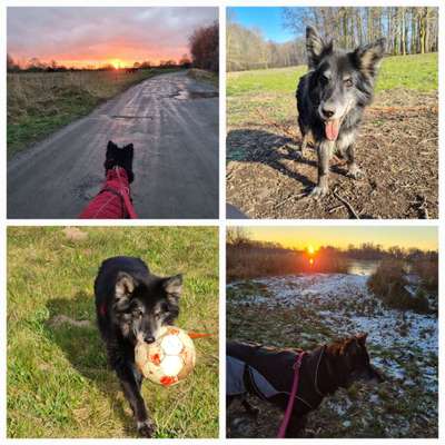 52. Collagenchallenge: Dein Hund im Sonnenschein-Beitrag-Bild