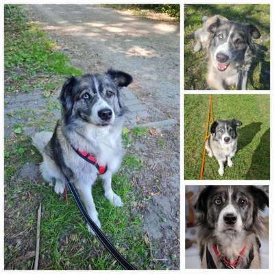 Hunde Porträt (Portrait) Galerie....-Beitrag-Bild