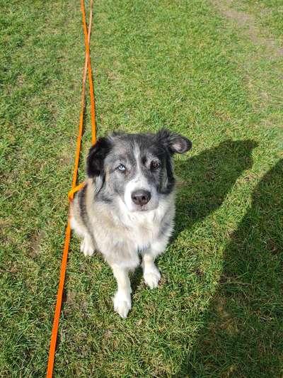 Dogorama Photo Challenge - an der Leine-Beitrag-Bild