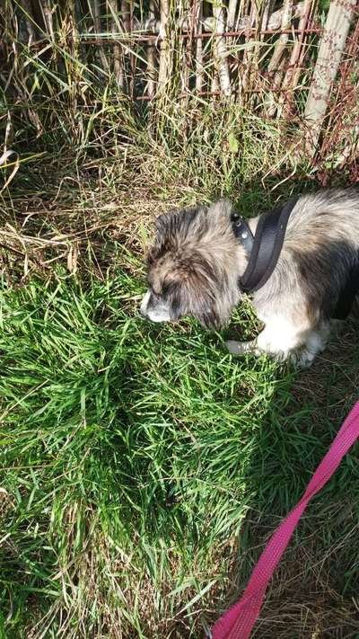 Tierschutzvereine-Beitrag-Bild