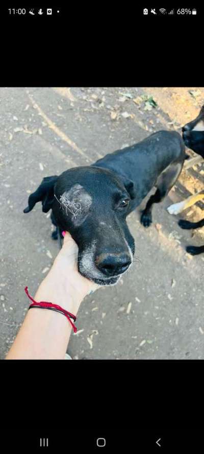 Mischlinge raten - Rätselspaß-Beitrag-Bild