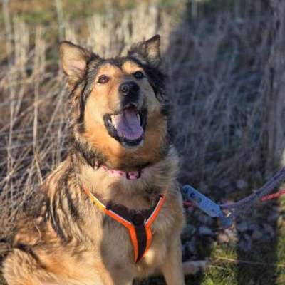 Abnehmen beim Hund-Beitrag-Bild