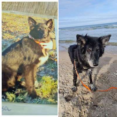 Vom Welpen zum Hund-Beitrag-Bild