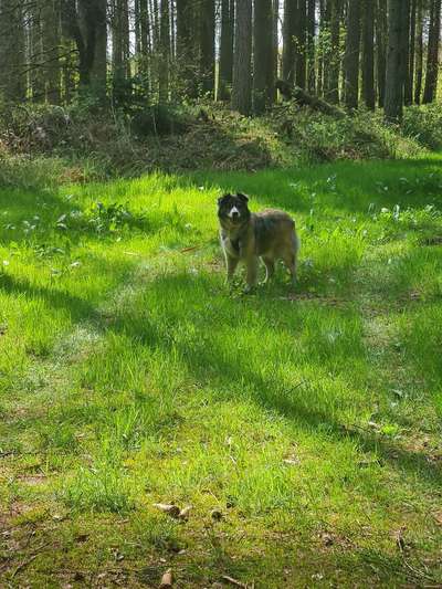 Foto -Challenge  Thema : Dein Hund Im Wald-Beitrag-Bild