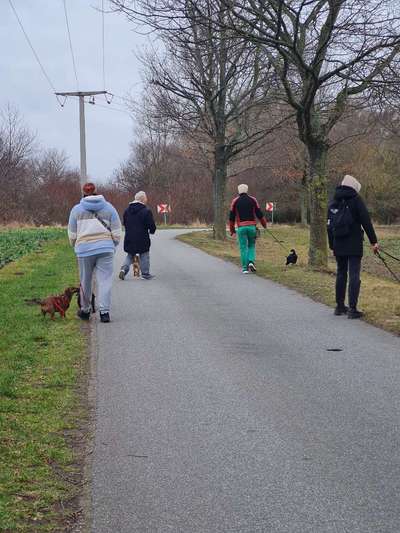 Hundetreffen-Social walk in Stralsund-Bild