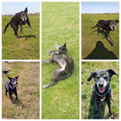 39. Collagen Challenge - Dein Hund auf einer Wiese-Beitrag-Bild