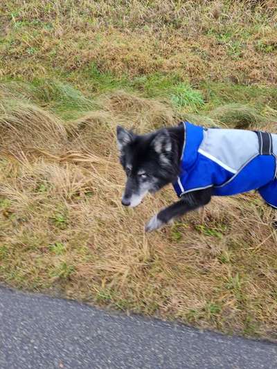 Dogorama Photo Challenge- genervter Blick-Beitrag-Bild