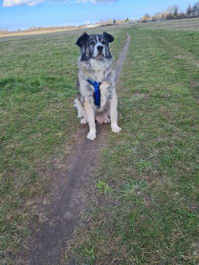 Foto-Challenge: Der schmollende Hund-Beitrag-Bild