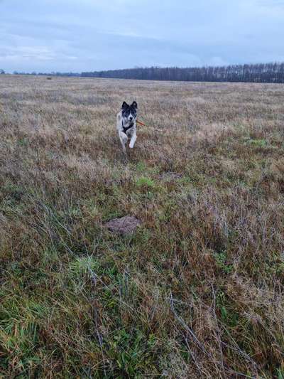 Dogorama Photo Challenge - Hunde in Action-Beitrag-Bild