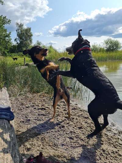 Fotowettbewerb : Hundekommunikation-Beitrag-Bild