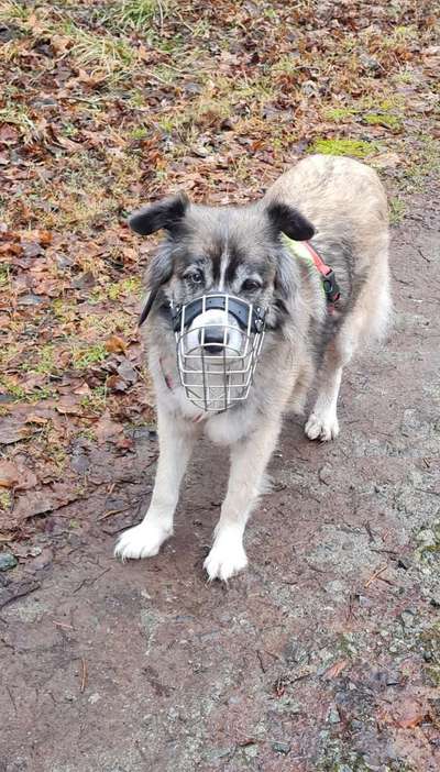 Hundetreffen-Suchen ruhige soziale Hunde-Bild