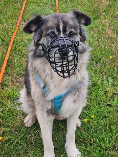 Maulkorb rauf - Vorurteile runter-Beitrag-Bild