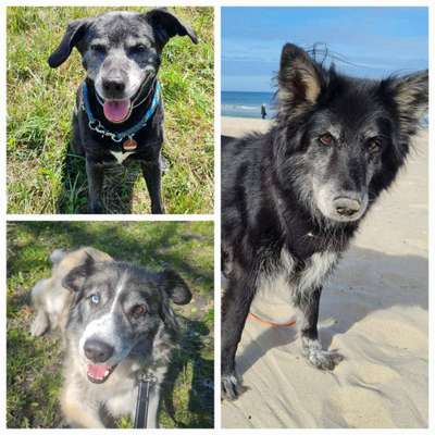 Wie kamst du zu deinem Hund?-Beitrag-Bild