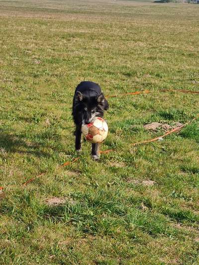 Dogorama Photo Challenge - Hunde in Action-Beitrag-Bild