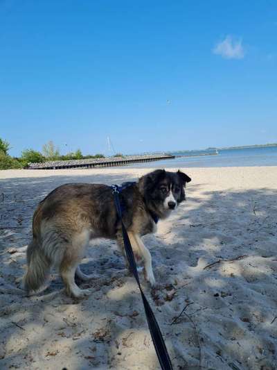 Handy Fotochallenge Nr. 52: Dein Hund mit blauem Himmel-Beitrag-Bild