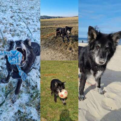 55.Fotocollagen  Challenge  4 Jahreszeiten-Beitrag-Bild