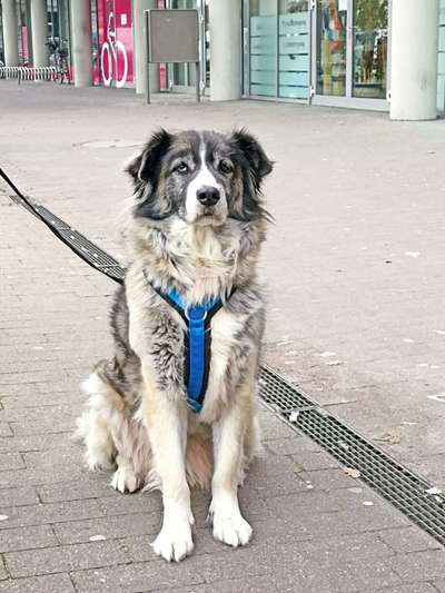 Zeige den lustigsten Blick deines Hundes-Beitrag-Bild