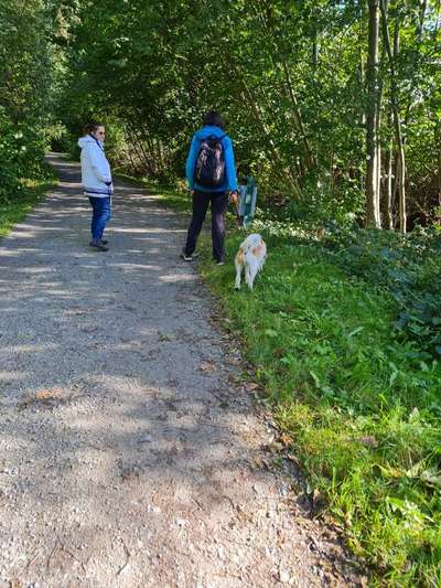 Hundetreffen-Social walk in Stralsund-Bild